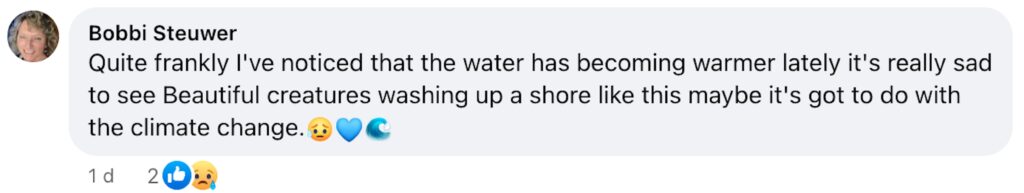 Social media comment on the post of Massive 4,000lb sunfish washes up on Italy's Sunset Beach. The mola mola, usually found in oceans worldwide, has sparked concern among locals and marine enthusiasts.