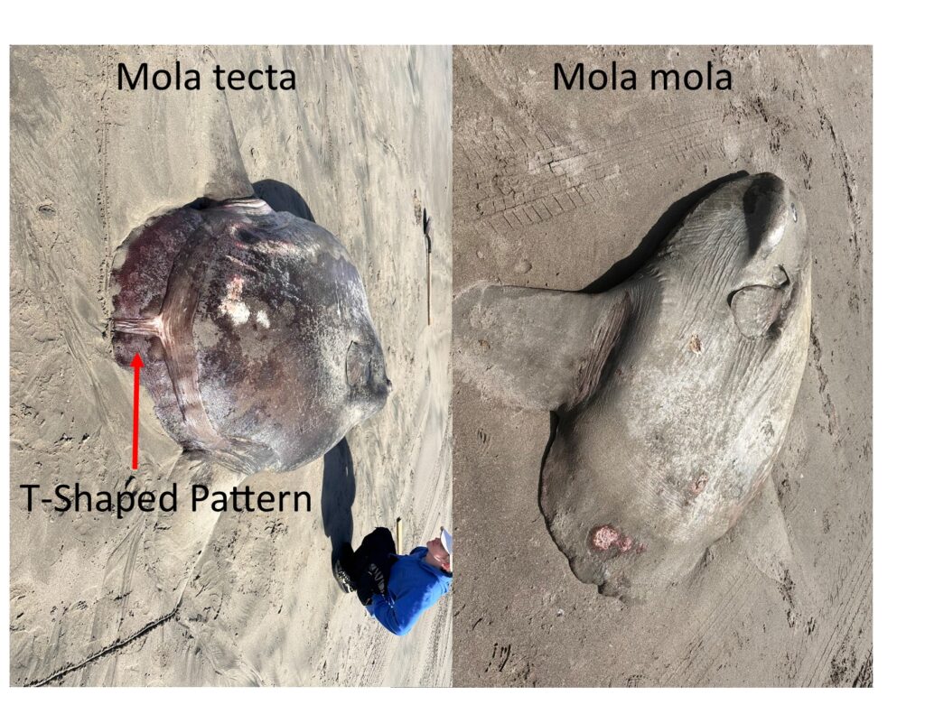 Massive 4,000lb sunfish washes up on Italy's Sunset Beach. The mola mola, usually found in oceans worldwide, has sparked concern among locals and marine enthusiasts.