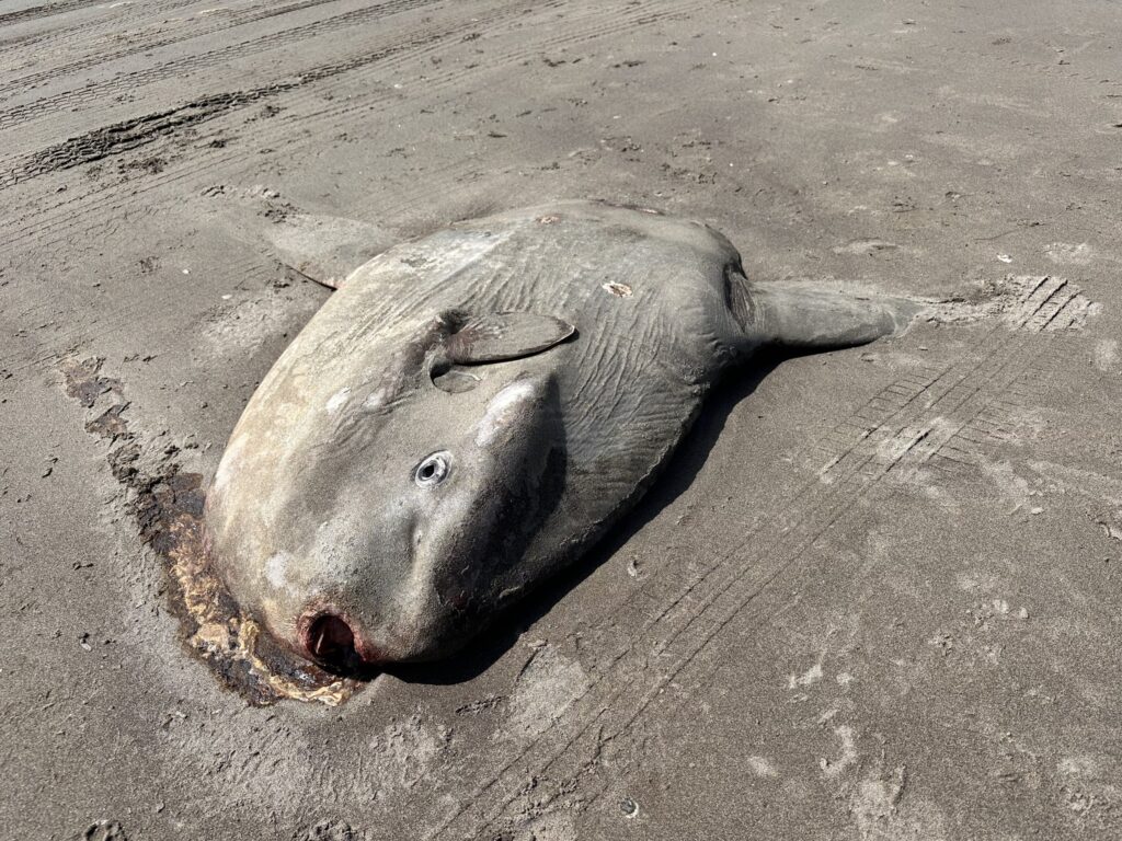 Massive 4,000lb sunfish washes up on Italy's Sunset Beach. The mola mola, usually found in oceans worldwide, has sparked concern among locals and marine enthusiasts.