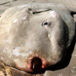 Massive 4,000lb sunfish washes up on Italy's Sunset Beach. The mola mola, usually found in oceans worldwide, has sparked concern among locals and marine enthusiasts.