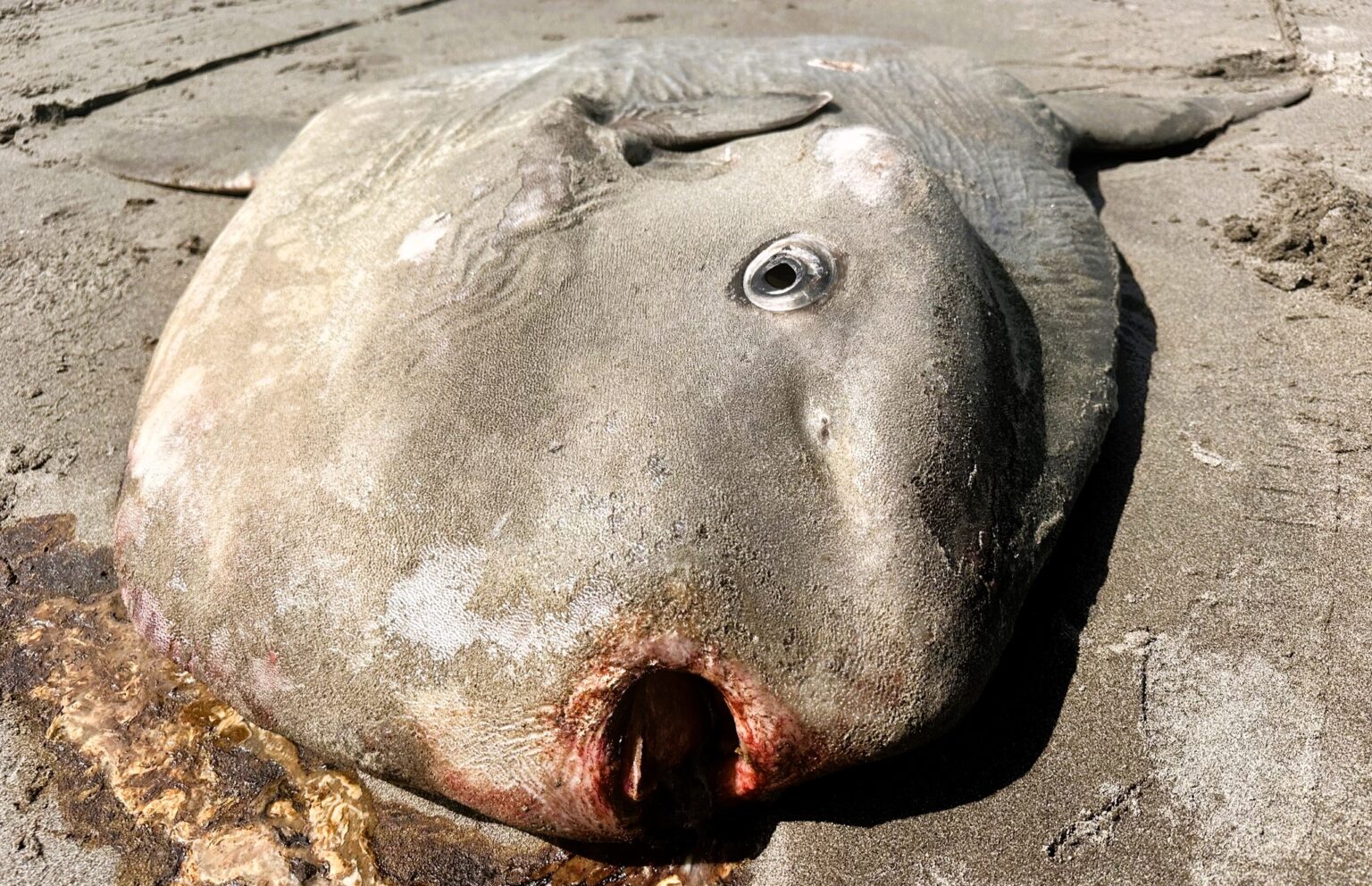 Massive 4,000lb sunfish washes up on Italy's Sunset Beach. The mola mola, usually found in oceans worldwide, has sparked concern among locals and marine enthusiasts.