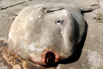 Massive 4,000lb sunfish washes up on Italy's Sunset Beach. The mola mola, usually found in oceans worldwide, has sparked concern among locals and marine enthusiasts.