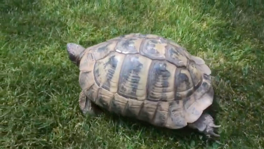 Heartbroken pensioner Diana French, 80, offers a reward after her beloved 74-year-old tortoise, Shellie, was stolen from her garden in Kent. Shellie has a distinctive white mark on her back.