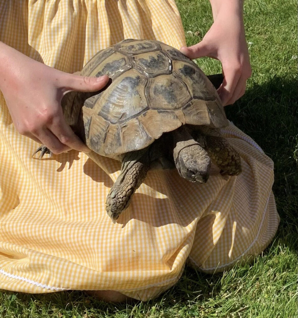 Heartbroken pensioner Diana French, 80, offers a reward after her beloved 74-year-old tortoise, Shellie, was stolen from her garden in Kent. Shellie has a distinctive white mark on her back.