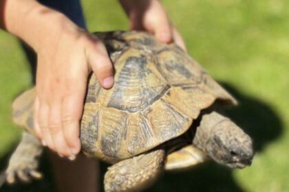 Heartbroken pensioner Diana French, 80, offers a reward after her beloved 74-year-old tortoise, Shellie, was stolen from her garden in Kent. Shellie has a distinctive white mark on her back.