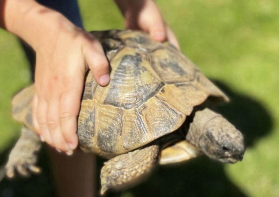 Heartbroken pensioner Diana French, 80, offers a reward after her beloved 74-year-old tortoise, Shellie, was stolen from her garden in Kent. Shellie has a distinctive white mark on her back.