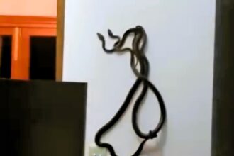 Venomous 7ft brown tree snakes found mating behind a clock in Queensland home. Snake catcher safely relocates the pair. Watch the video of the unusual discovery.