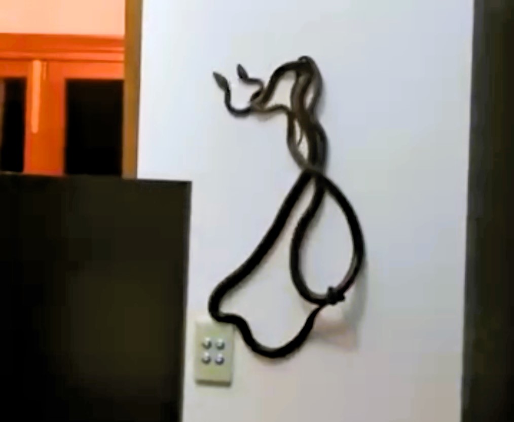 Venomous 7ft brown tree snakes found mating behind a clock in Queensland home. Snake catcher safely relocates the pair. Watch the video of the unusual discovery.