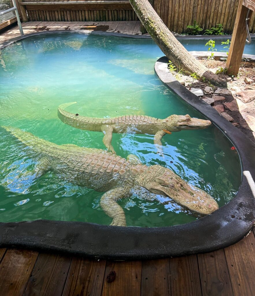 Rare albino alligator hatches at Wild Florida Safari Park, Kenansville. The park, known for its unique breeding program, welcomes its third albino hatchling. Visitors excited!