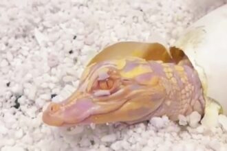 Rare albino alligator hatches at Wild Florida Safari Park, Kenansville. The park, known for its unique breeding program, welcomes its third albino hatchling. Visitors excited!