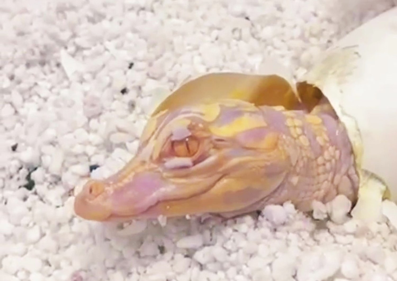 Rare albino alligator hatches at Wild Florida Safari Park, Kenansville. The park, known for its unique breeding program, welcomes its third albino hatchling. Visitors excited!