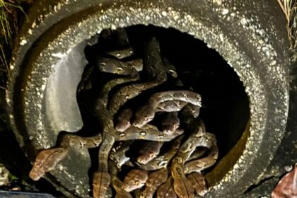 Horrifying footage shows 29 snakes emerging from a drainpipe near a Malaysian restaurant. Firefighters safely removed and released the reptiles, shocking local residents.