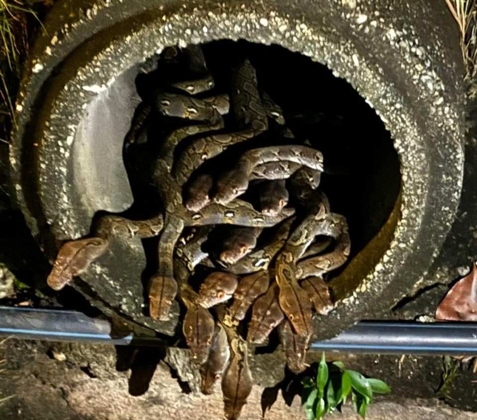 Horrifying footage shows 29 snakes emerging from a drainpipe near a Malaysian restaurant. Firefighters safely removed and released the reptiles, shocking local residents.