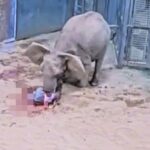 Zoo captures the heartwarming birth of a baby elephant as first-time mum Amahle welcomes her calf. The incredible moment was shared online, delighting thousands.