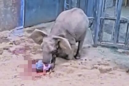 Zoo captures the heartwarming birth of a baby elephant as first-time mum Amahle welcomes her calf. The incredible moment was shared online, delighting thousands.