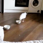 Cheeky seagull Sammy steals the spotlight—and cat biscuits—at a Lancashire home, where he’s a beloved guest enjoying doughnuts, chippy teas, and even bedtime snuggles.