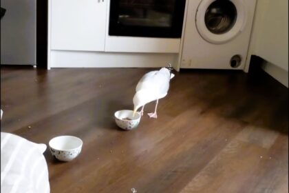 Cheeky seagull Sammy steals the spotlight—and cat biscuits—at a Lancashire home, where he’s a beloved guest enjoying doughnuts, chippy teas, and even bedtime snuggles.