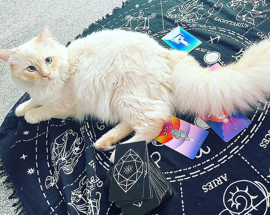 Psychic Sinem Salman reveals her unlikely assistant: a two-year-old ragdoll cat who helps with tarot readings, sensing clients' emotions and pointing to cards. A unique duo!