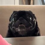 A viral video of Frankie the dog begging for food at the dinner table has racked up over 43.6m views, charming viewers with her antics and heavy breathing.