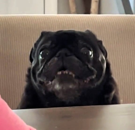 A viral video of Frankie the dog begging for food at the dinner table has racked up over 43.6m views, charming viewers with her antics and heavy breathing.