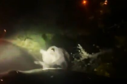 Terrifying late-night encounter: Bear attacks family car on a mountain road in Spain, highlighting rising bear sightings and livestock attacks in the region.