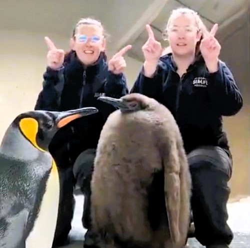 Pesto, a plump penguin at Sea Life Melbourne, has become a social media sensation thanks to his round shape and adorable antics, attracting fans worldwide with over 3M TikTok views!