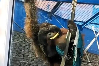 Orangutan cleverly crafts rope from rags to collect bananas from zoo visitors. The inventive primate delights onlookers at Novosibirsk Zoo, highlighting their intelligence.