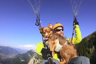 Daredevil puppy Chaya goes paragliding 5,000 feet above the Swiss Alps with owner Ludovic Gaillard. The adventurous mini Australian Shepherd is training for more high-flying adventures!