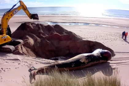 A 25ft minke whale washed up at Lunan Bay, Scotland, will be buried after decomposing for two weeks. Experts suspect entanglement as the cause of death.