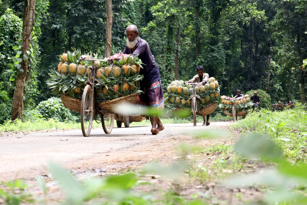 Farmers in Madhupur, Bangladesh, transport hundreds of pineapples on bicycles to save costs, carrying 100 fruits per bike to market.