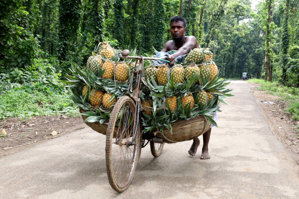 Farmers in Madhupur, Bangladesh, transport hundreds of pineapples on bicycles to save costs, carrying 100 fruits per bike to market. Discover their resourceful methods!