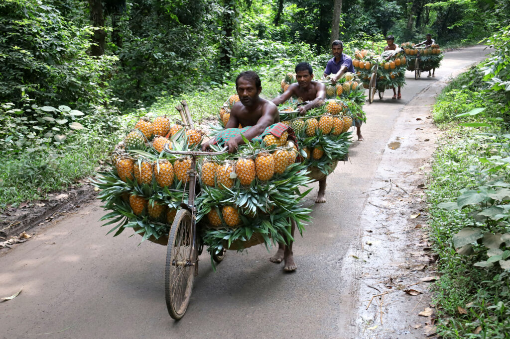 Farmers in Madhupur, Bangladesh, transport hundreds of pineapples on bicycles to save costs, carrying 100 fruits per bike to market. Discover their resourceful methods!