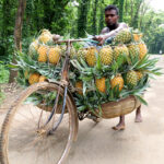 Farmers in Madhupur, Bangladesh, transport hundreds of pineapples on bicycles to save costs, carrying 100 fruits per bike to market. Discover their resourceful methods!