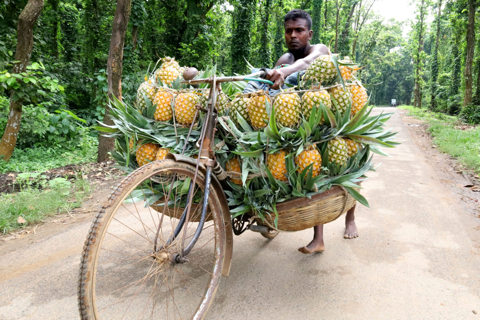 Farmers in Madhupur, Bangladesh, transport hundreds of pineapples on bicycles to save costs, carrying 100 fruits per bike to market. Discover their resourceful methods!