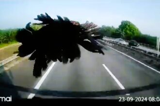 Trucker's windscreen shattered by flying chicken on motorway, caught on dashcam. The bizarre collision left social media users in stitches with hilarious reactions.