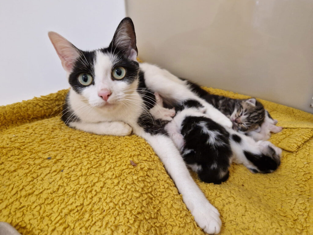 A "cat crisis" hits Cheshire as 45 abandoned kittens under six months old are left at Stapeley Grange Cattery. The shelter urges cat lovers to adopt and help ease the strain.