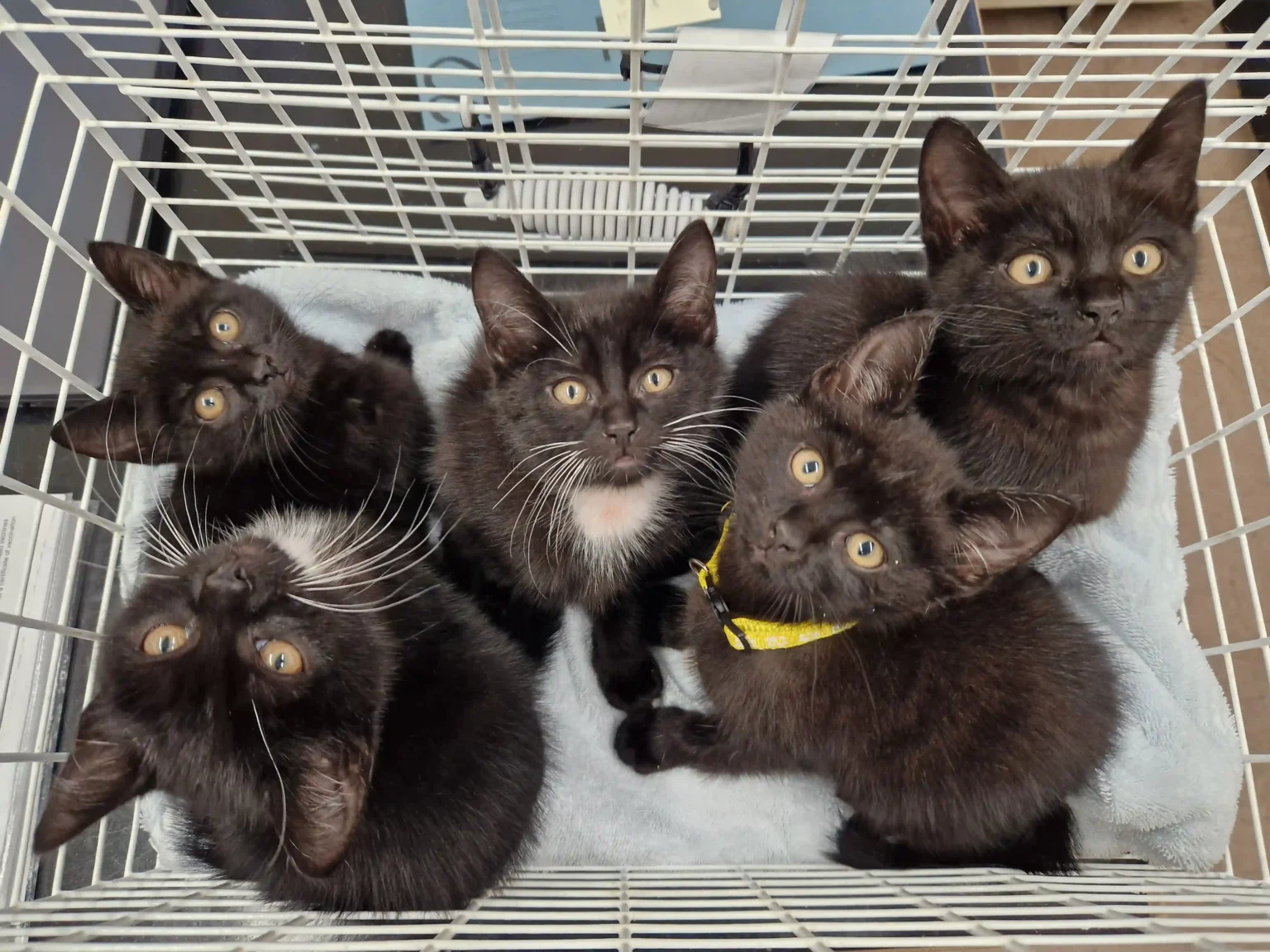 A "cat crisis" hits Cheshire as 45 abandoned kittens under six months old are left at Stapeley Grange Cattery. The shelter urges cat lovers to adopt and help ease the strain.