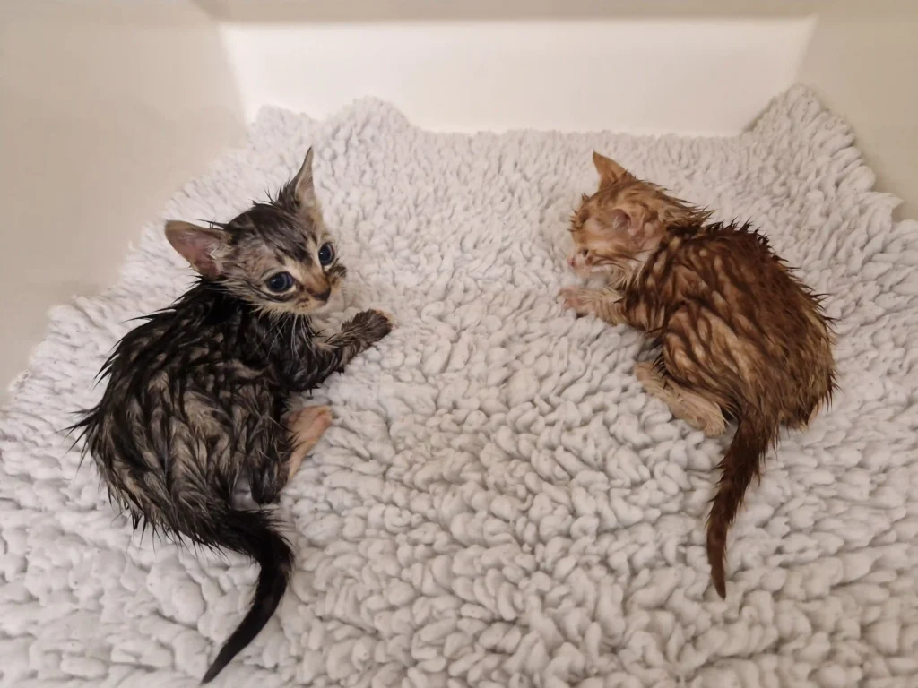 A "cat crisis" hits Cheshire as 45 abandoned kittens under six months old are left at Stapeley Grange Cattery. The shelter urges cat lovers to adopt and help ease the strain.