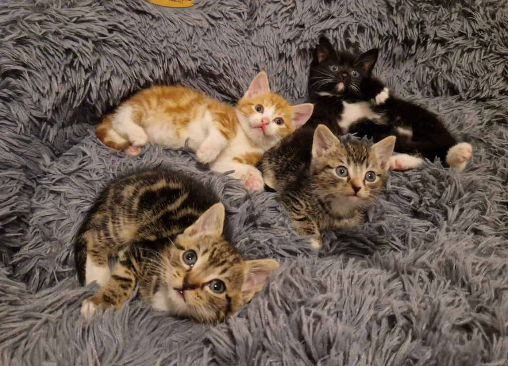 A "cat crisis" hits Cheshire as 45 abandoned kittens under six months old are left at Stapeley Grange Cattery. The shelter urges cat lovers to adopt and help ease the strain.