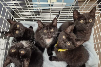 A "cat crisis" hits Cheshire as 45 abandoned kittens under six months old are left at Stapeley Grange Cattery. The shelter urges cat lovers to adopt and help ease the strain.