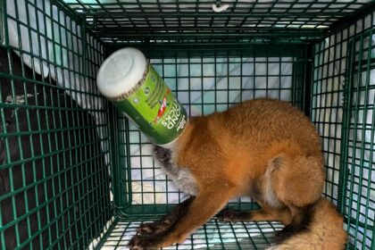 A frantic fox was rescued after getting its head stuck in a fish food box in Somerset. Secret World Wildlife Rescue urges people to prevent litter-related wildlife dangers.