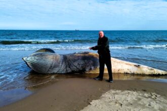 A 25ft minke whale was found washed up at Lunan Bay, Scotland, prompting warnings for beachgoers and dog walkers as authorities work to safely remove the decomposing carcass."