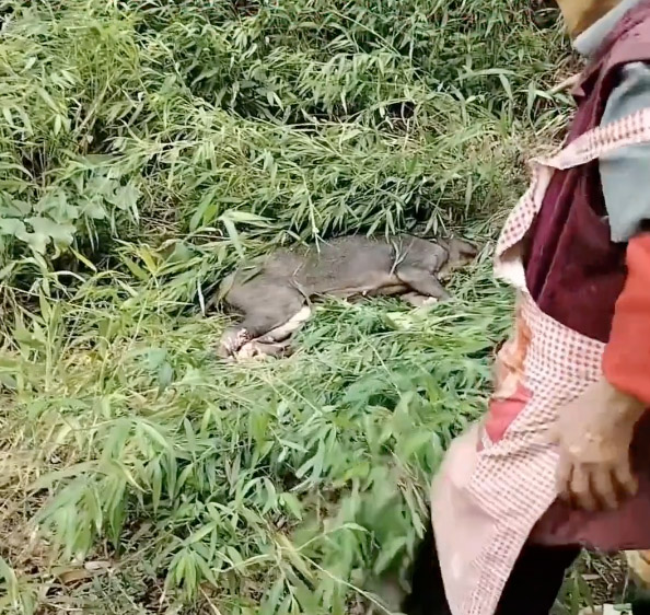 A 77-year-old hero gran fought off a wild boar with a sickle, killing the animal in self-defense on a mountain in China. Despite injuries, she emerged victorious and unscathed.