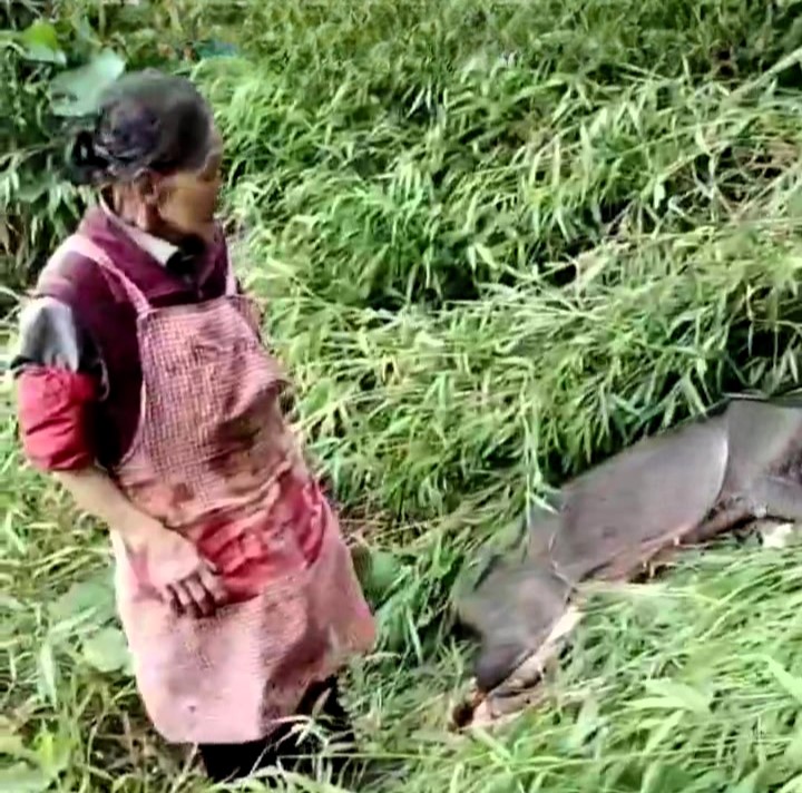 A 77-year-old hero gran fought off a wild boar with a sickle, killing the animal in self-defense on a mountain in China. Despite injuries, she emerged victorious and unscathed.