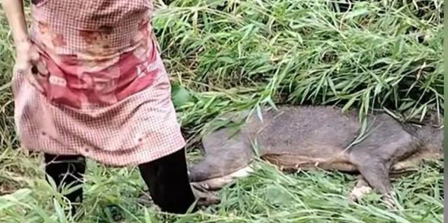 A 77-year-old hero gran fought off a wild boar with a sickle, killing the animal in self-defense on a mountain in China. Despite injuries, she emerged victorious and unscathed.