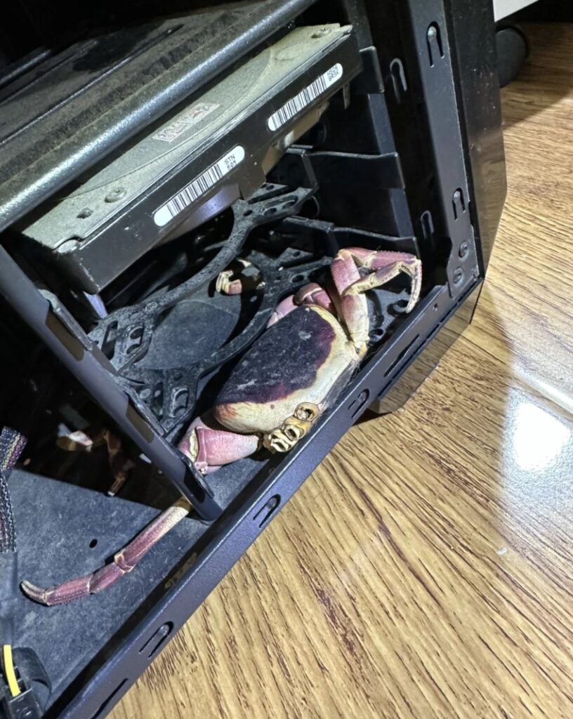 After three years, a man in Beijing discovers the remains of his missing pet crab inside his computer tower, sparking a viral story about its unusual resting place.