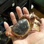 After three years, a man in Beijing discovers the remains of his missing pet crab inside his computer tower, sparking a viral story about its unusual resting place.