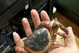 After three years, a man in Beijing discovers the remains of his missing pet crab inside his computer tower, sparking a viral story about its unusual resting place.