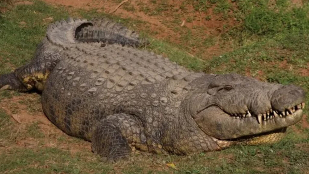 Henry, the world’s oldest crocodile at 123, resides at Crocworld in South Africa. With six girlfriends, he's fathered over 10,000 babies and remains a top tourist attraction.