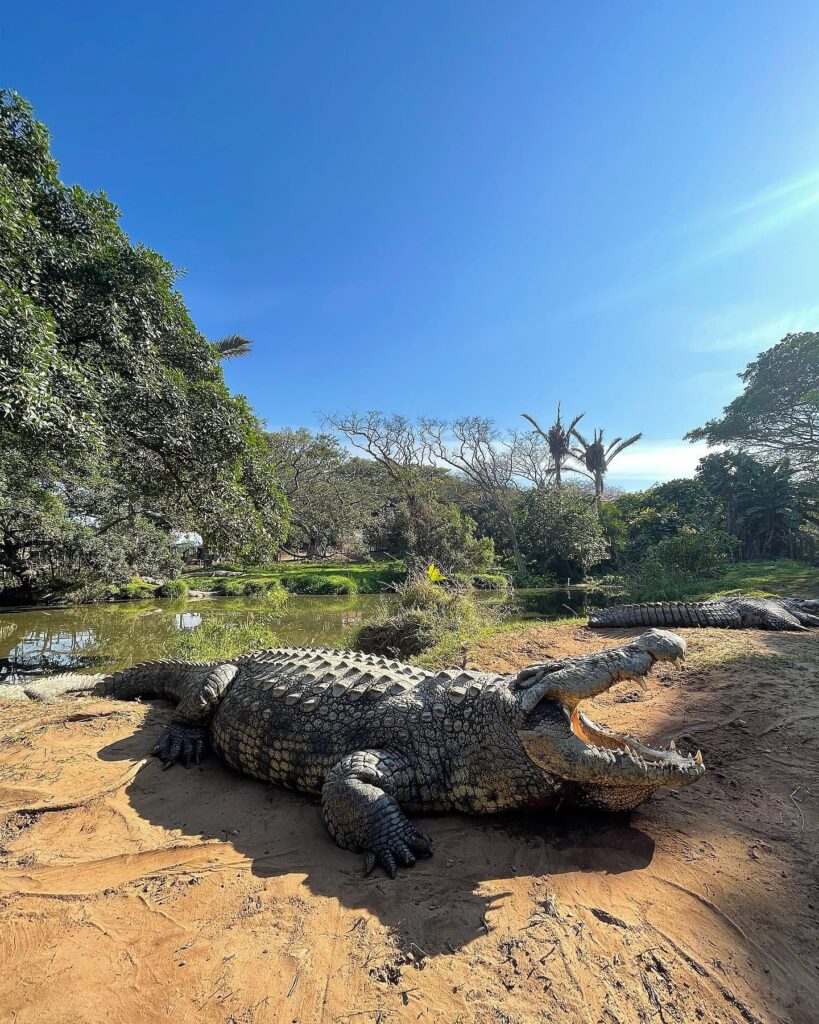 Henry, the world’s oldest crocodile at 123, resides at Crocworld in South Africa. With six girlfriends, he's fathered over 10,000 babies and remains a top tourist attraction.